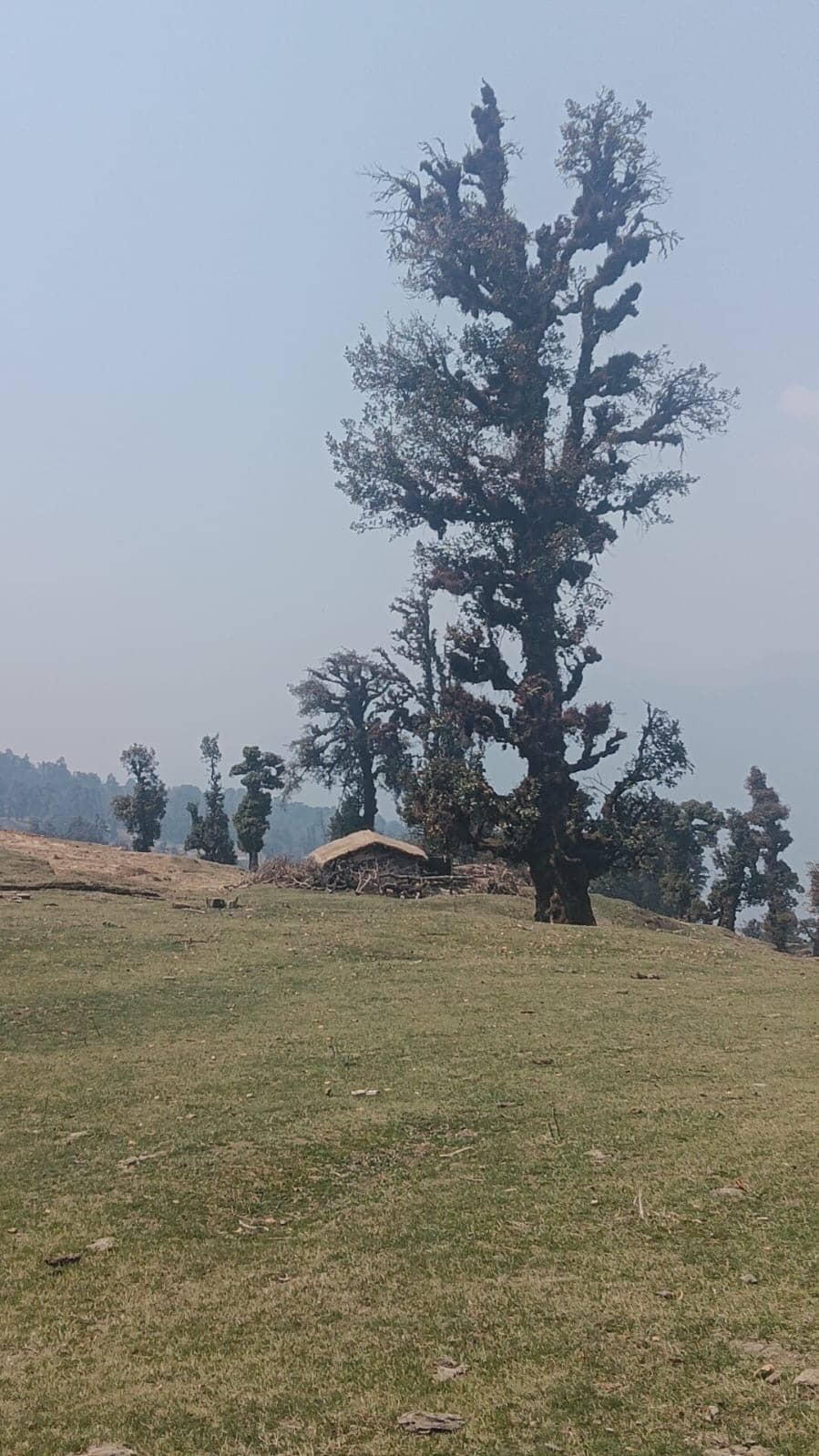 An old tree and a small hut on a meadow
