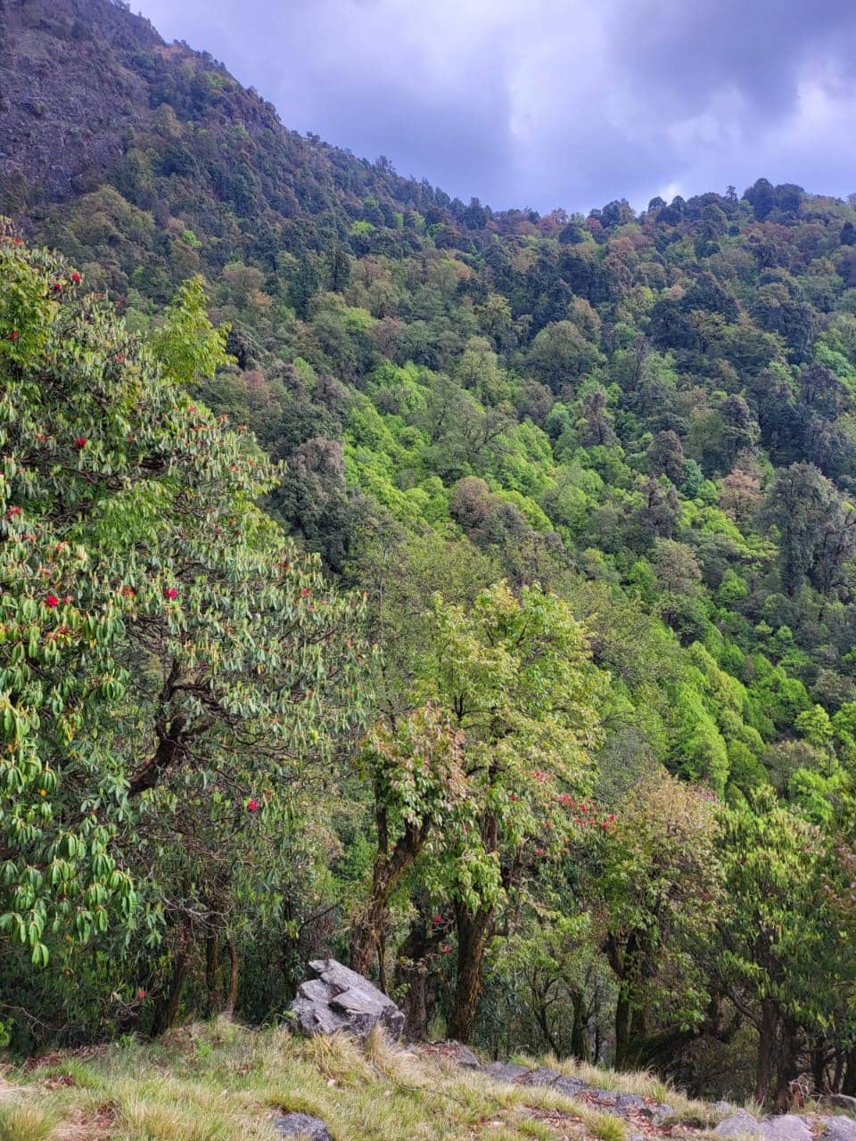 A spring forest with red flowering trees