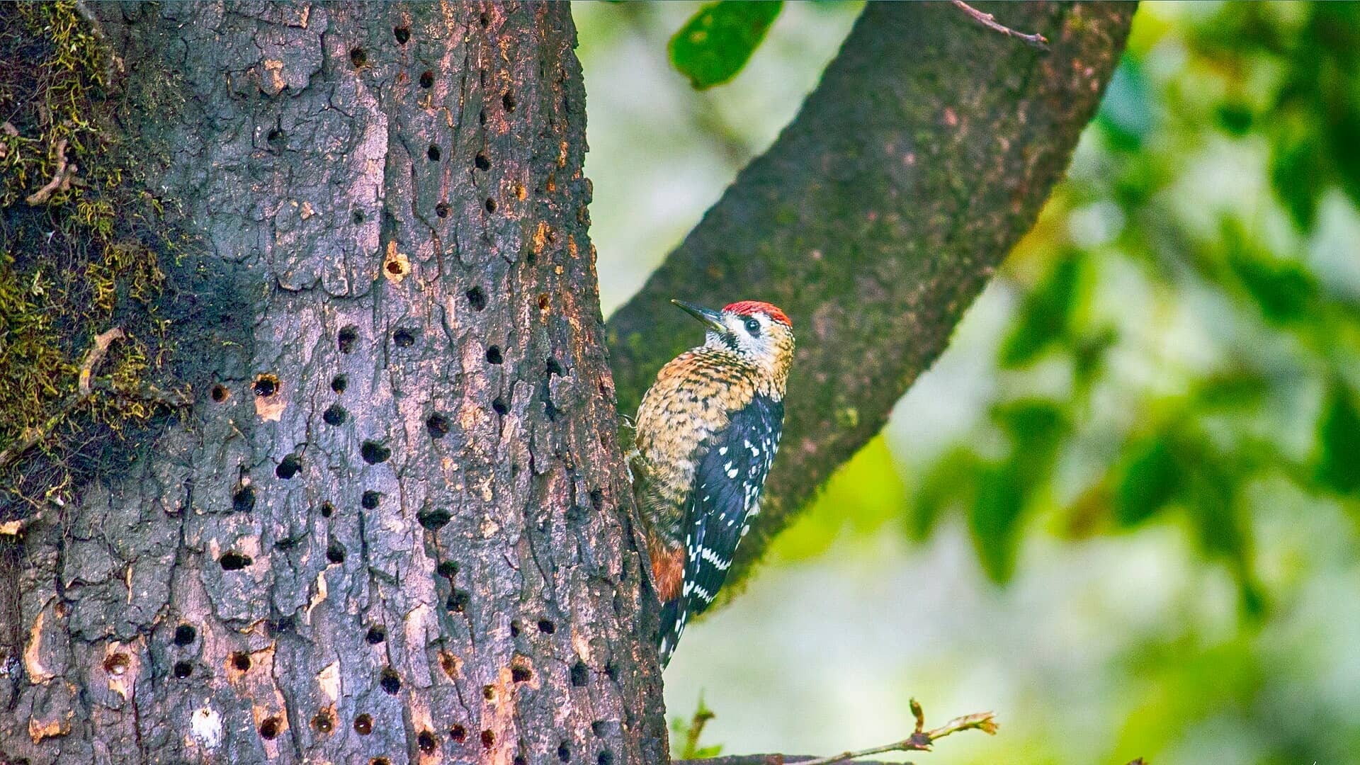 A woodpecker on a tree trunk in Munsiyari