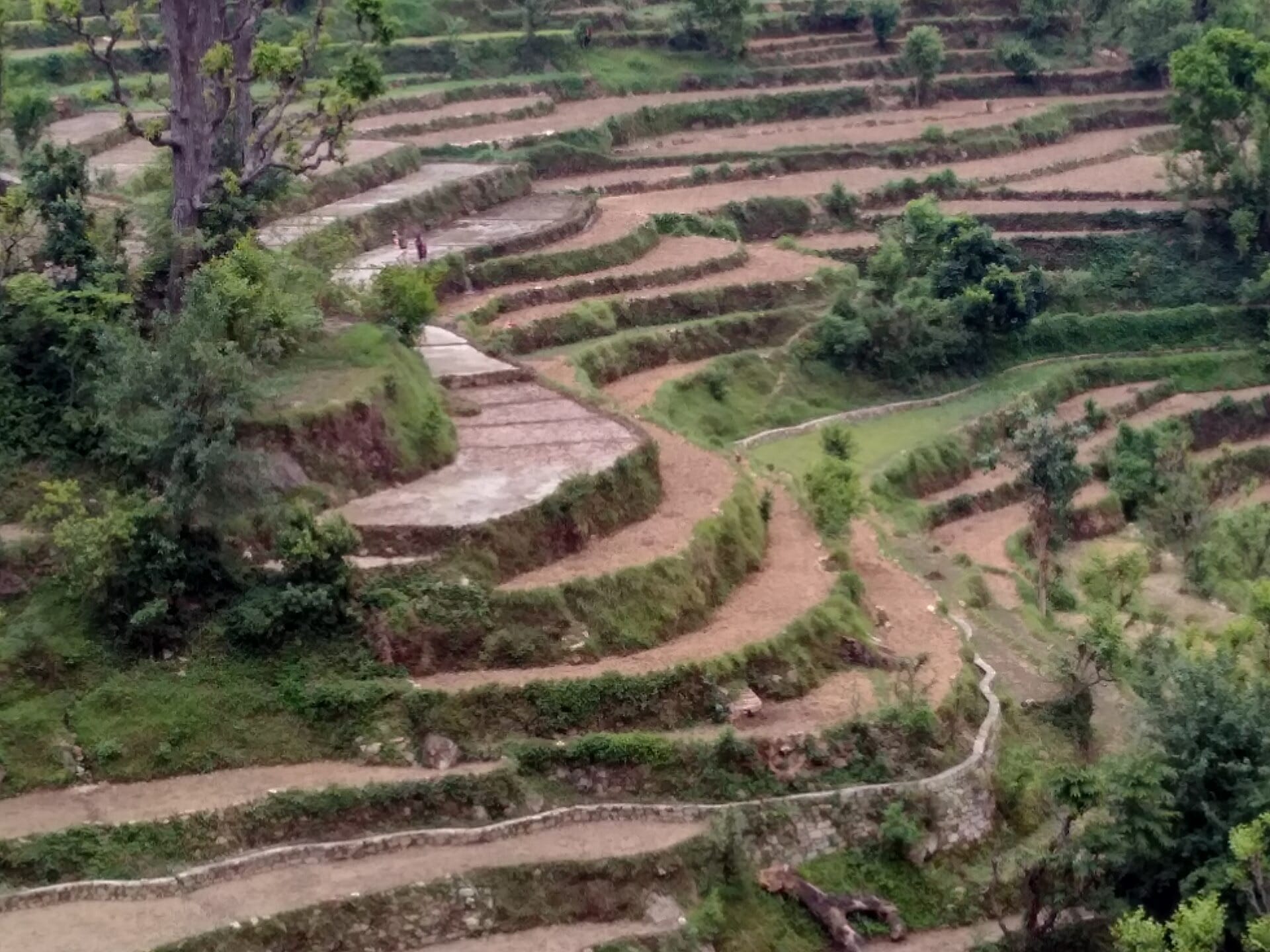Terraced fields stepping down a Kumaon hillside