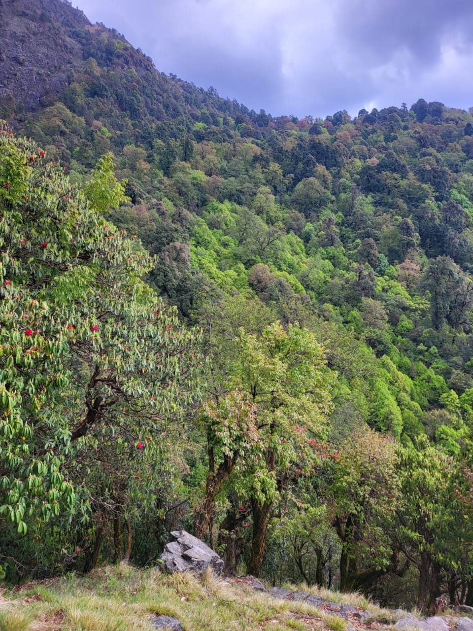 A hillside forest in spring with red flowering trees