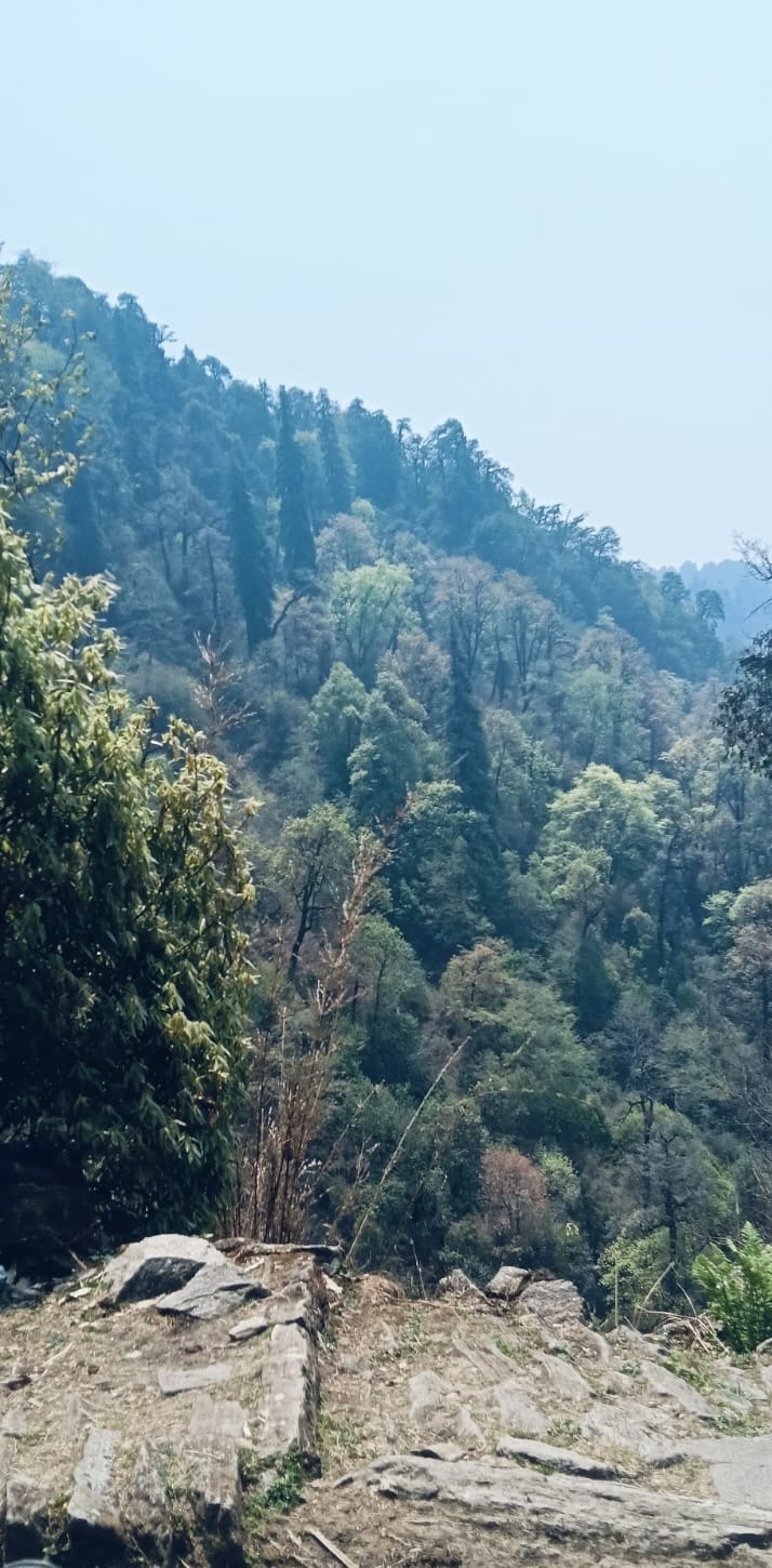 A forested mountainside seen from a rocky trail