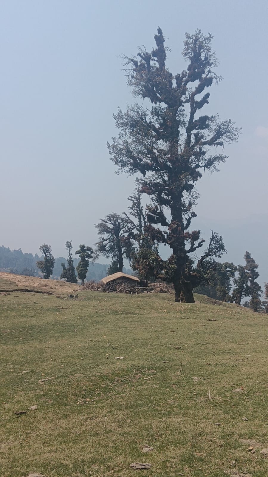 A tall old tree and a small hut on a quiet mountain meadow