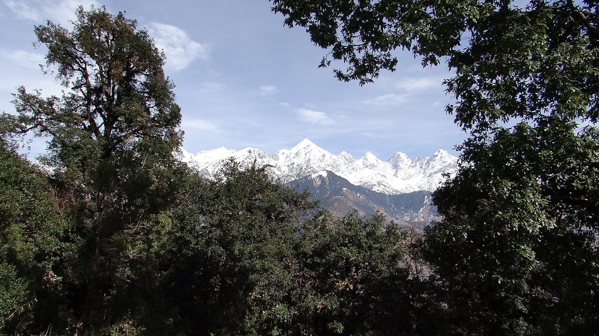 Snow peaks of the Panchachuli range seen through trees